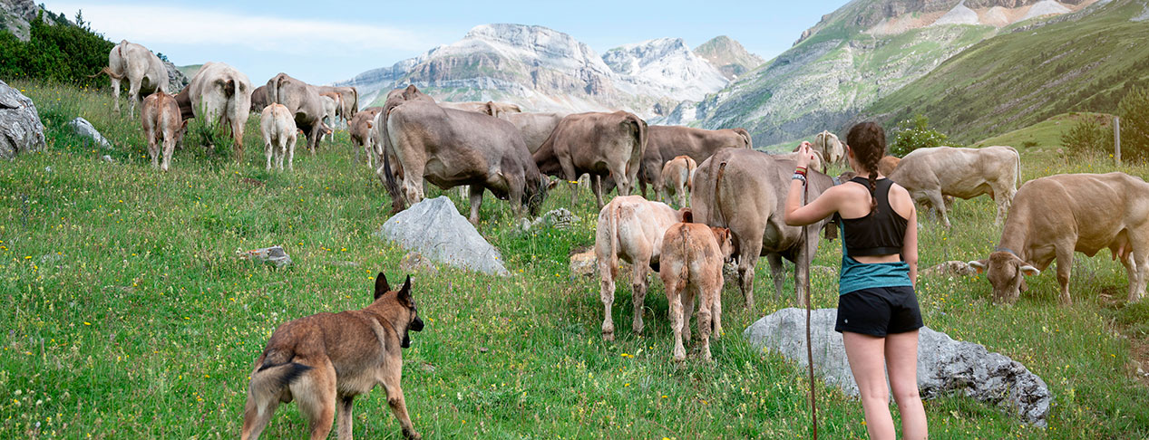 Vacas pastando en el campo en los Pirineos