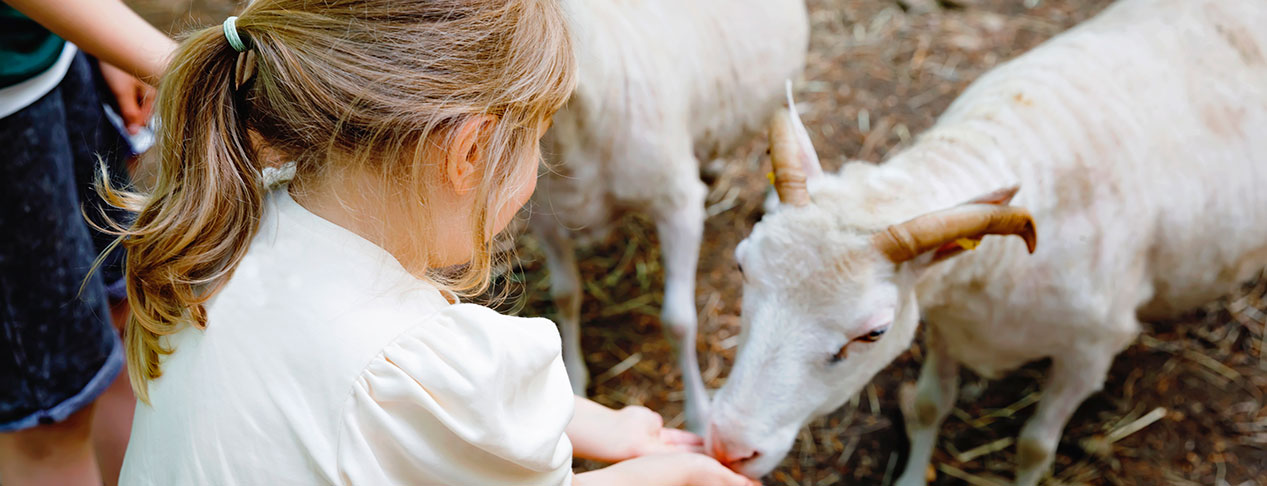 Girl feeding a goat on a farm